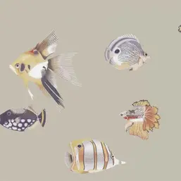  Harlequin Anthozoa 111647