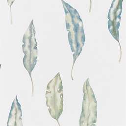  Harlequin Anthozoa 111655
