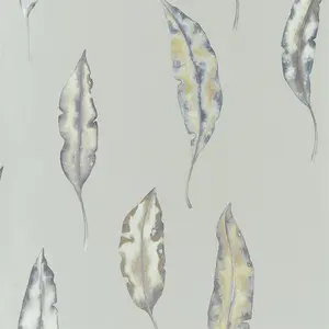  Harlequin Anthozoa 111656 -  1