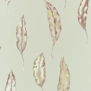  Harlequin Anthozoa 111657 -  1