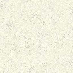  Hohenberger Peace 81019