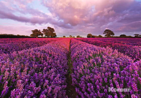 Фотообои Komar 184x127 1-615 Lavendel