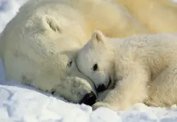  Komar 184x127 1-605 Polar Bears  NG