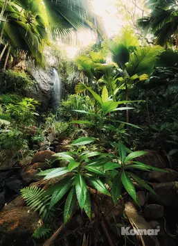  Komar 184x248 XXL2-527 Spirit