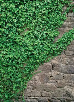  Komar 184x254 4-324 Ivy