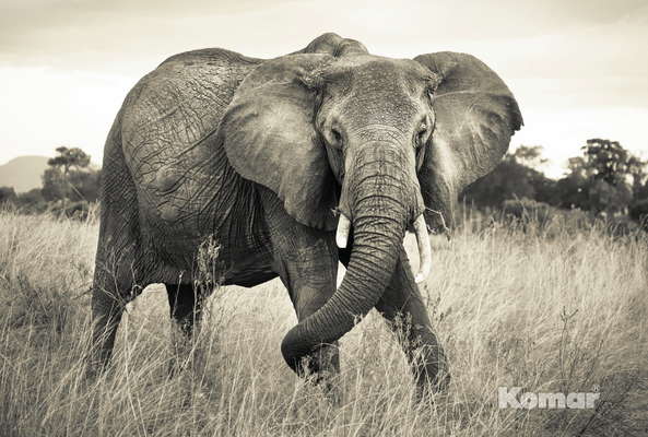 Фотообои Komar 368x248 XXL4-529 Elephant