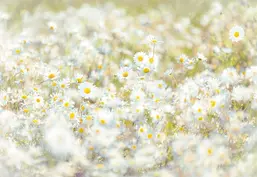  Komar 368x254 8-994 Daisies