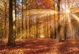  Komar 368x254 8-997 Golden Dawn