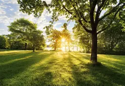  Komar 368x254 8-743 Golden Moment