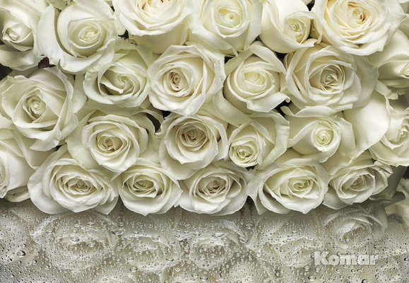  Komar 368x254 8-314 A la Rose