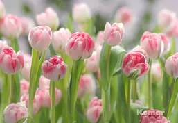  Komar 368x254 8-708 Secret Garden