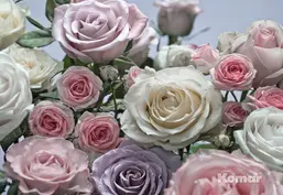  Komar 368x254 8-736 Floraison