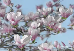  Komar 368x254 8-738 Magnolia
