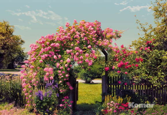 Фотообои Komar 368x254 8-936 Rose Garden