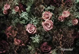  Komar 368x254 8-980 Velvet