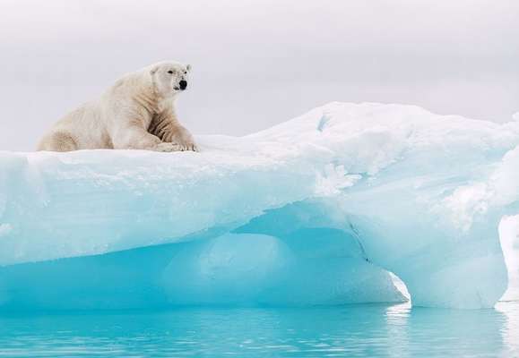Фотообои Komar 368x254 8-536 Arctic Polar Bear