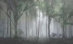  La Stanza Alba 800170