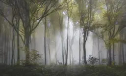  La Stanza Alba 800171