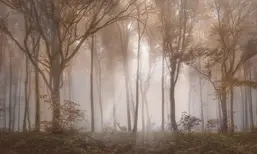  La Stanza Alba 800173
