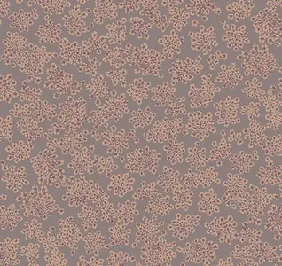  Loymina Sialia Q3 010 -  1