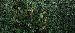  Ortograf Oasis 32747