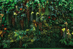  Ortograf Oasis 32763