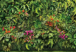  Ortograf Oasis 32778