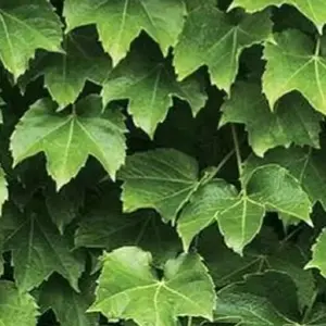  Shinhan Wallcoverings Natural 88422-1 -  1