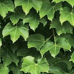  Shinhan Wallcoverings Natural 88422-1