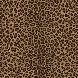 ���� Zambaiti Parati Philipp Plein 2  Z81029